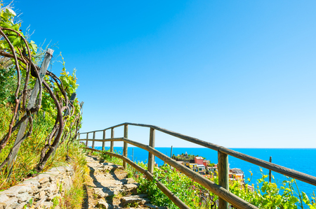 Pathway in vineyards, beautiful sea view. Manarola village in Cinque Terre national park, Italyの写真素材