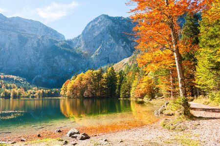 Yellow autumn trees on the coast of Hinterer Langbathsee lake in Austrian Alps.の写真素材