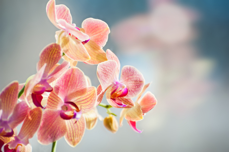 Macro image of pink orchid flower, selective focusの写真素材