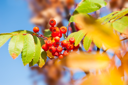Autumn rowan tree with red berries and colorful leaves.の写真素材