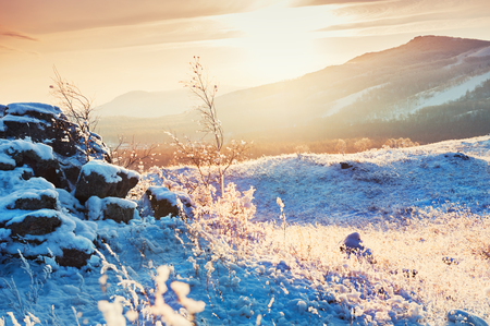 Snow-covered plants in the mountains at sunset. Beautiful winter landscape.の写真素材