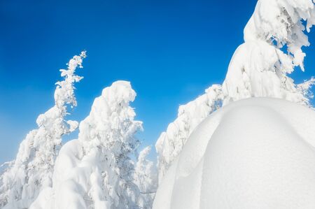 Snow-covered trees in the forest. Beautiful winter landscape.の写真素材