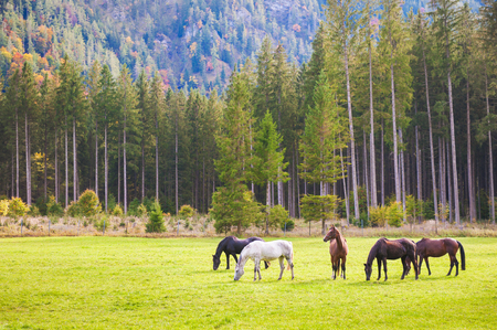Horses on the green field in Austrian Alps. の写真素材