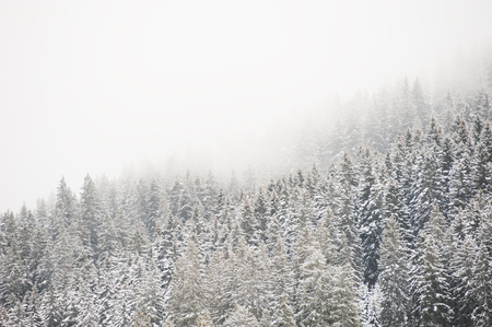 Winter forest in a foggy day. Dolomites, Italyの写真素材