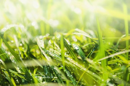 Green grass with morning dew. Blurred nature backgroundの写真素材