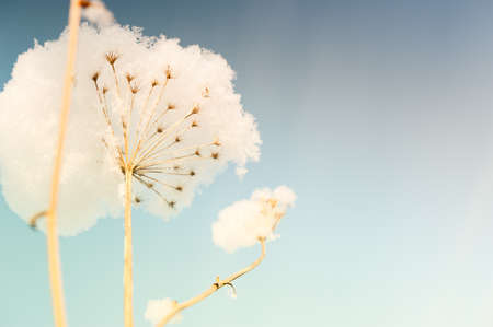 Snow-covered plants against the sky. Beautiful winter backgroundの写真素材