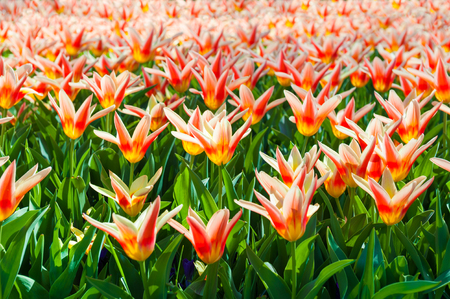 Blooming red tulips. Keukenhof flower park in Netherlands, Europe. Selective focusの写真素材
