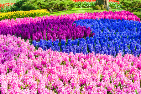 Blooming hyacinth flowers. Selective focus. Keukenhof flower park in Netherlands, Europe in April, 2017の写真素材