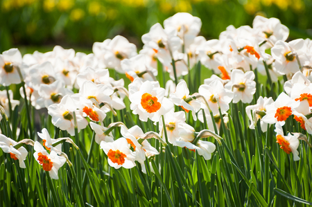 Blooming white narcissus. Keukenhof flower park in Netherlands, Europe. Selective focusの写真素材