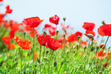 Red poppy flowers in spring. Selective focus.の写真素材