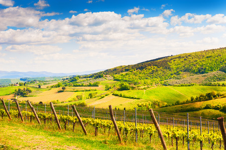 Vineyards in spring. Green hills and blue sky in Tuscany, Italyの写真素材