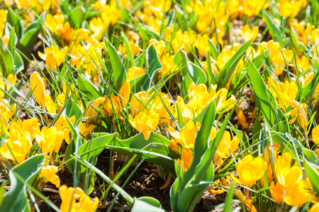 Blooming yellow crocuses in spring. Selective focusの写真素材