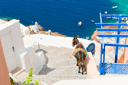 Donkey on stairs near the sea, Santorini island, Greeceの写真素材