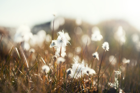 Wild plants in Greenland. Macro image, selective focus. Beautiful summer natureの写真素材
