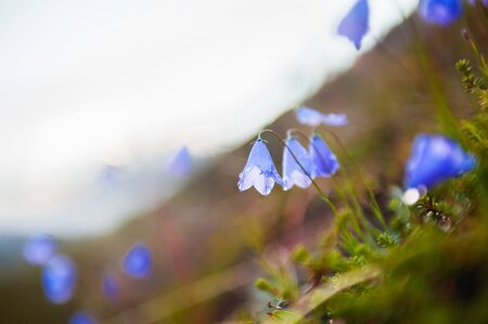 Blooming wild bluebells after rain. Macro image, selective focus. Beautiful summer natureの写真素材