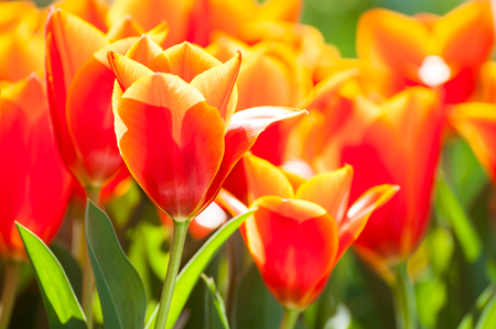 Blooming red tulips close up. Selective focus. Beauriful spring natureの写真素材
