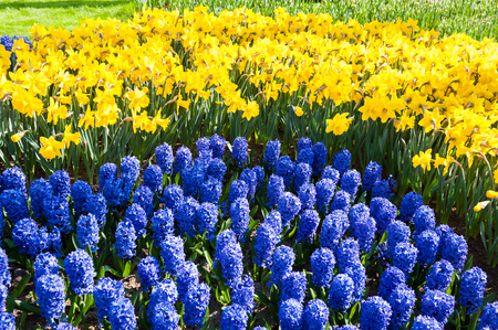 Blooming blue hyacinth and yellow narcissus close up. Beauriful spring natureの写真素材