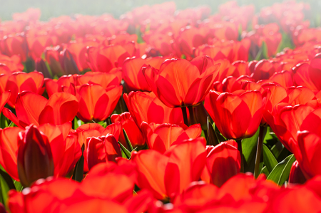 Blooming red tulips close up. Selective focus. Beauriful spring natureの写真素材