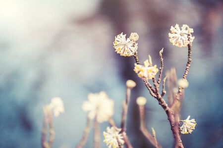 Blooming wild plants. Selective focus, vintage filter. Spring nature backgroundの写真素材