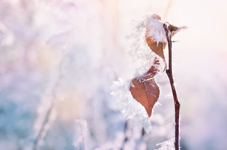 Hoarfrost on the trees in winter forest. Beautiful winter backgroundの写真素材