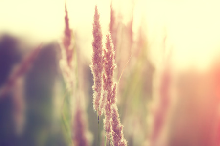 Wild grasses in a fiekd at sunset. Selective focus, vintage filterの写真素材
