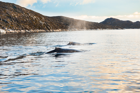 Family of humpback whales, Atlantic ocean, western Greenlandの写真素材