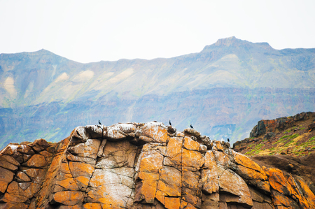 Wild birds on the rocks in western Greenlandの写真素材