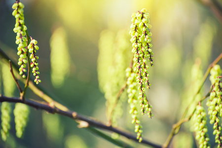 Blooming green tree in spring. Macro image, selective focus.の写真素材