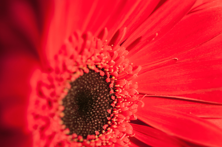 Macro image of red gerbera. Selective focusの写真素材