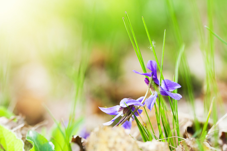Wild Violet flowers blooming in the spring forest. Macro image, selective focusの写真素材