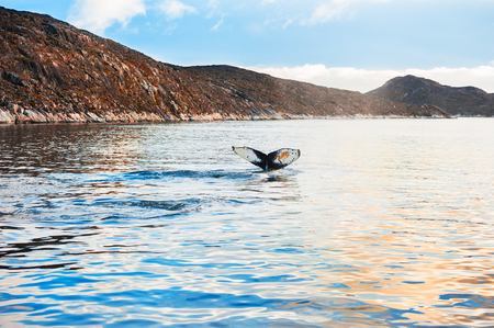 Humpback whale tail, Atlantic ocean, western Greenlandの写真素材