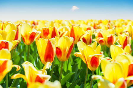 Blooming yellow tulips against the blue sky. Selective focusの写真素材