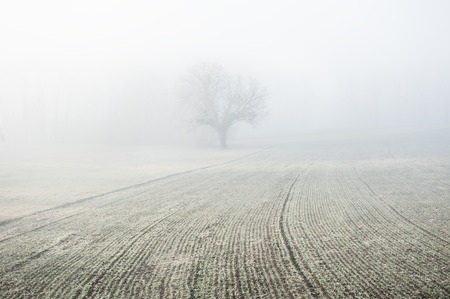 Lonely tree in a field in frosty foggy morning. Beautiful winter landscapeの写真素材