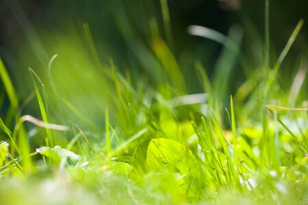 Green grass in the summer forest. Shallow depth of fieldの写真素材