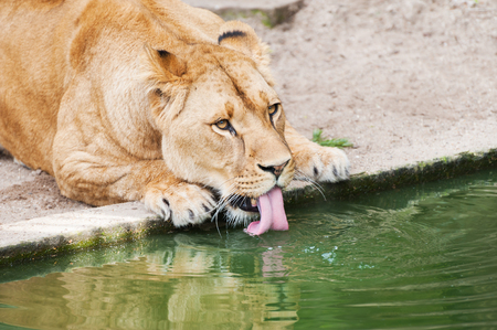 Lioness drinking water. Artis Zoo in Amsterdam, Netherlandsの写真素材