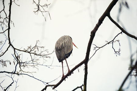 Lonely heron on the tree. Artis Zoo in Amsterdam, Netherlendsの写真素材