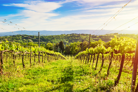 Young vineyards in spring in Tuscany, Italy. の写真素材
