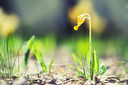 Wild yellow flowers blooming in the spring forest. Macro image, shallow depth of fieldの写真素材