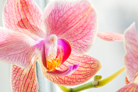 Pink orchid flower. Macro image, shallow depth of fieldの写真素材