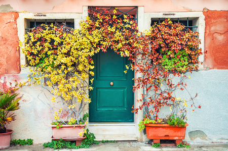 Decorative plants near the door of the house. Venice, Italy.の写真素材
