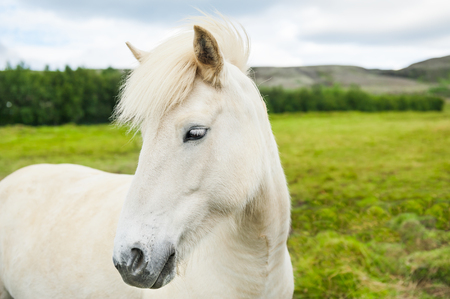 Beautiful white horse on the green field in Iceland. Summer landscapeの写真素材