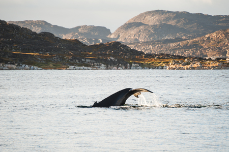 Humpback whale dives showing the tail in Atlantic ocean, western Greenlandの写真素材