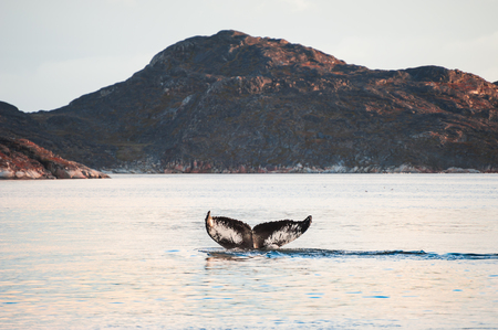 Humpback whale dives showing the tail in Atlantic ocean, western Greenlandの写真素材