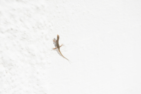 Small lizard on a white wall. Shallow depth of fieldの写真素材