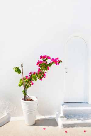 Pink flowers and white architecture. Santorini island, Greeceの写真素材