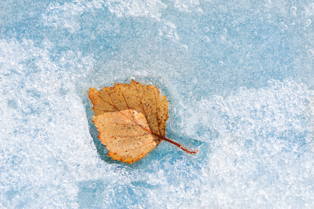 Yellow autumn leaf on the blue ice. Macro image, shallow depth of fieldの写真素材