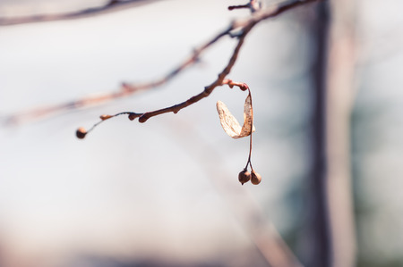 Trees in winter forest. Macro image, shallow depth of fieldの写真素材