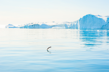 Seagull flying over the water in Atlantic ocean in Greenlandの写真素材