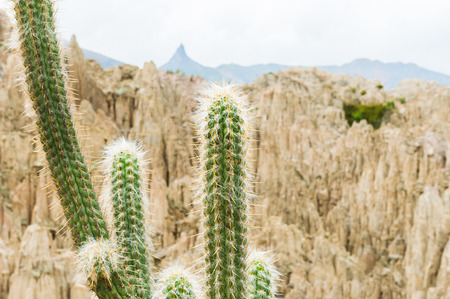 Cactus in the Moon Valley (Valle de la Luna) in La Paz, Bolivia. Shallow depth of field