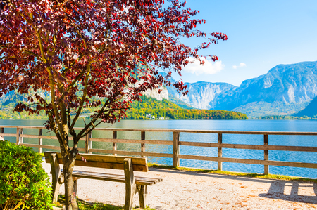 Bench and tree on the shore of Hallstatter lake in Hallstatt, Austria. Autumn landscapeの写真素材